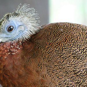 Great Argus (Argusianus argus)