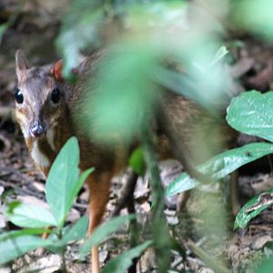 Lesser Mouse Deer (Tragulus kanchil fulviventer)
