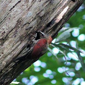 Banded Woodpecker (Picus miniaceus)