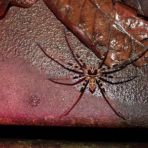 Scary night fauna of Malaysia