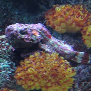 stonefish