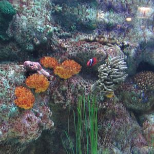 pacific reef mixed species