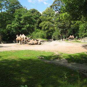 Tierpark Hagenbeck - Camel exhibit