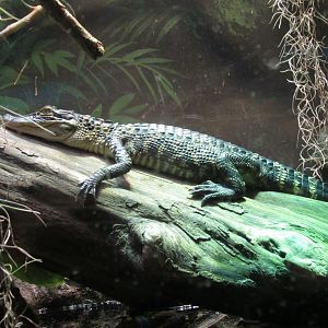 american alligator january 2017