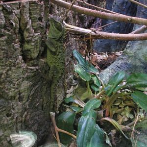 mountain horned dragon