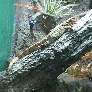 chinese crocodile lizard january 2017