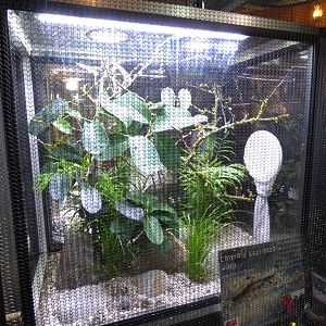 Emerald Cockroach Wasp Exhibit