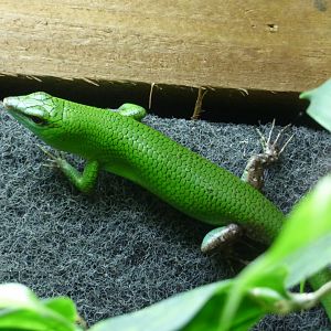 Philippene Tree Skink/Emerald Skink