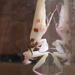 Orchid Mantis