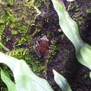 Painted Indonesian Treefrog (Nyctixalus pictus)