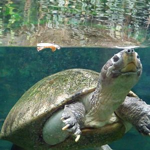 Bornean River Turtle