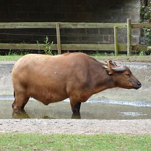 Congo Buffalo having a dip
