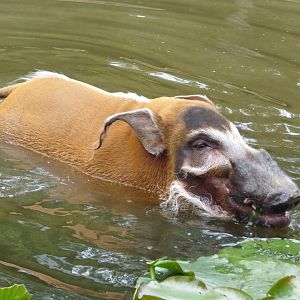Red River Hog having a dip