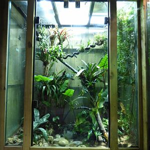 Golden Poison Frog Vivarium