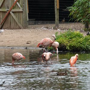 Flamingos having a dip