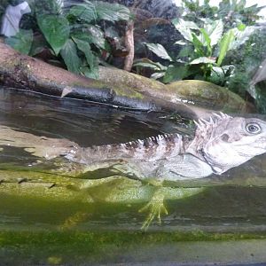 Forest Dragon having a dip