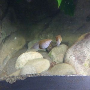 Tadpoles in the Monsoon Forest