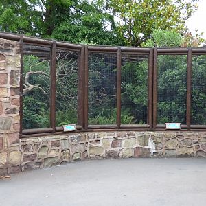 Grey-Winged Blackbird and Himalayan Monal Aviary