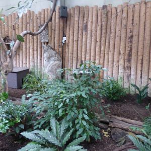 Philippene Mouse Deer Enclosure in the Tropical Realm
