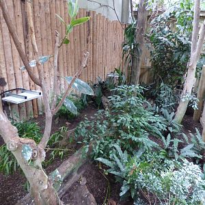 Phillppene Mouse Deer enclosure from seat