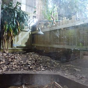 Seperated-off part of Spectacled Caiman enclosure