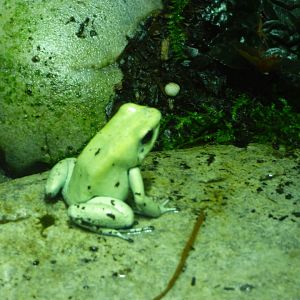 Golden Poison Frog
