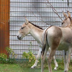 2 young male Onagers