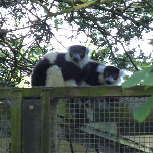 White-Belted Ruffed Lemur Pair