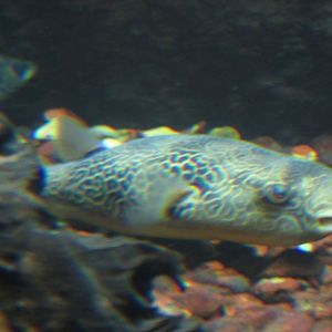 congo river puffer
