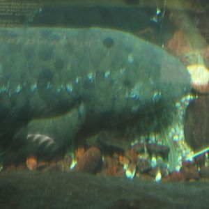 australian lungish Granddad january 2017