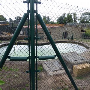 New Malayan Tapir Pool