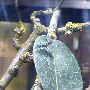 Emerald Cockroach Wasp