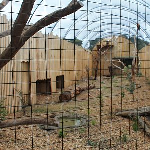 Wedge-tailed Eagle aviary interior