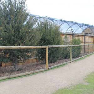 Wedge-tailed Eagle aviary exterior