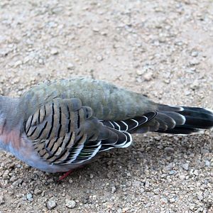 wild Crested Pigeon (Ocyphaps lophotes)