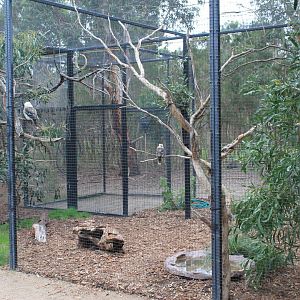 aviary for Common Kookaburras (Dacelo novaeguineae)