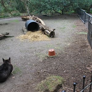enclosures for Southern Hairy-nosed Wombats