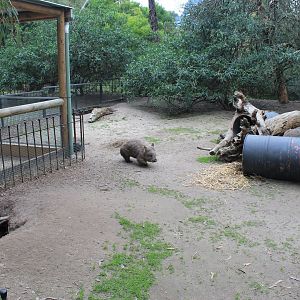 enclosures for Southern Hairy-nosed Wombats