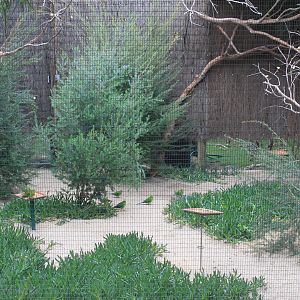 display aviary for Orange-bellied Parrots (Neophema chrysogaster)