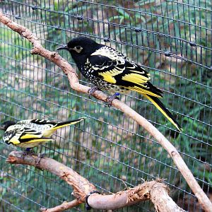 Regent Honeyeaters (Anthochaera phrygia)
