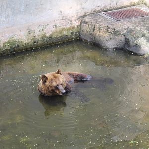 Brown Bear (Ursus arctos)