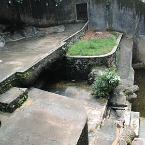 Brown Bear (Ursus arctos) enclosure, top-view