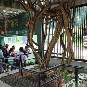 visitor viewing area for Tigers