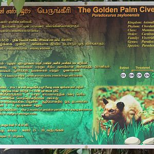 examples of signage - Golden Palm Civet