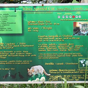 examples of signage - Rusty-spotted Cat