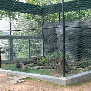 cage for Jungle Cat (Felis chaus)