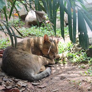 Jungle Cat (Felis chaus)