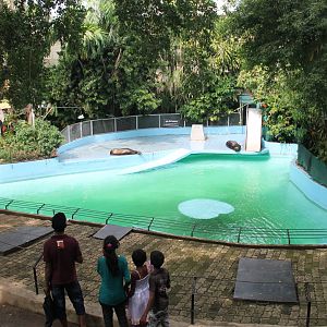 Californian Sealions