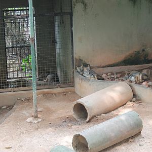 Golden Jackals (Canis aureus)