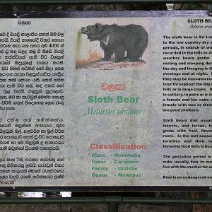 signage for Sloth Bear (Melursus ursinus)